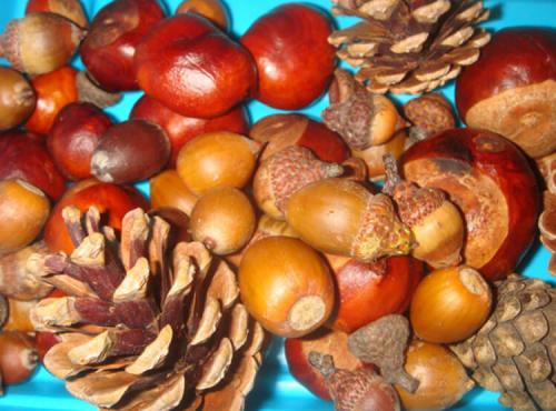 Поделки из природного материала на тему осень 2024. Природный материал для поделок: что собирать