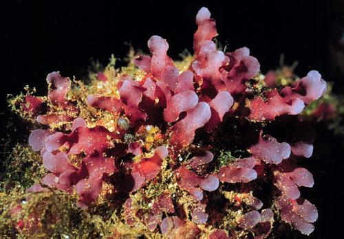 Какие виды растений и животных обитают в меотических водах. Растения Атлантического океана