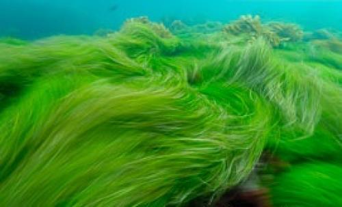 Какие виды растений и животных обитают в меотических водах. Растения Атлантического океана