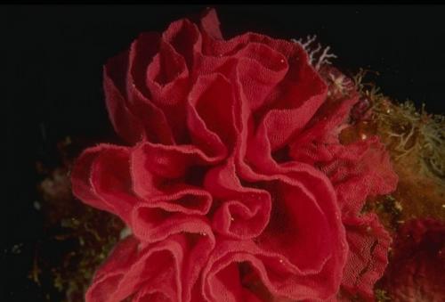 Тайны морской гальки: история и красота натурального декора 11