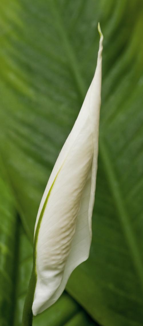 Цветы в постели: как добавить романтики вашему интерьеру с помощью фотографий 03