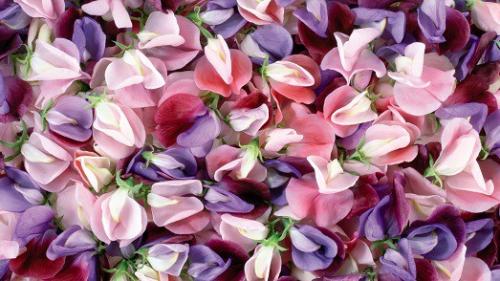 За сколько времени до вечера стоит подготовить лепестки роз и свечи. Как сохранить лепестки роз и других цветов?