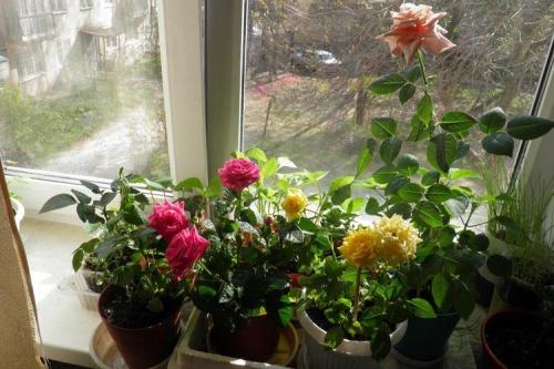 Какие виды роз лучше всего подходят для аранжировки на кровати. Комнатная роза (80 фото): виды и особенности ухода