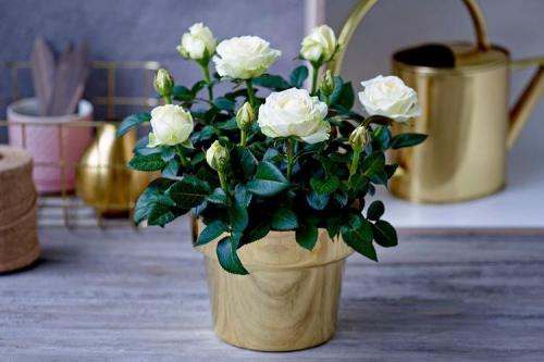 Какие виды роз лучше всего подходят для аранжировки на кровати. Комнатная роза (80 фото): виды и особенности ухода