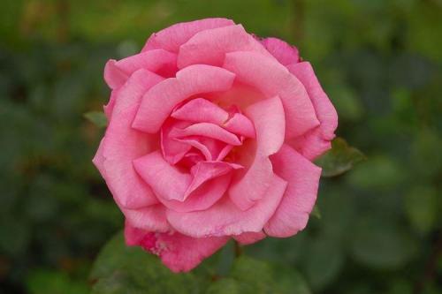 Какие виды роз лучше всего подходят для аранжировки на кровати. Комнатная роза (80 фото): виды и особенности ухода