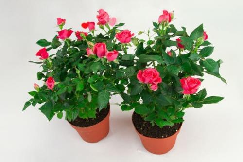 Какие виды роз лучше всего подходят для аранжировки на кровати. Комнатная роза (80 фото): виды и особенности ухода