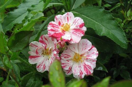 Какие виды роз лучше всего подходят для аранжировки на кровати. Комнатная роза (80 фото): виды и особенности ухода