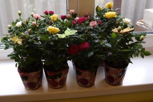 Какие виды роз лучше всего подходят для аранжировки на кровати. Комнатная роза (80 фото): виды и особенности ухода