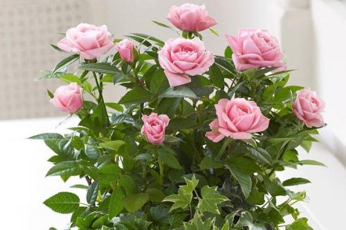 Какие виды роз лучше всего подходят для аранжировки на кровати. Комнатная роза (80 фото): виды и особенности ухода