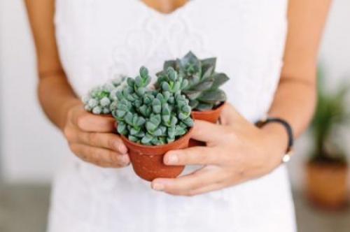 Какие виды роз лучше всего подходят для аранжировки на кровати. Комнатная роза (80 фото): виды и особенности ухода