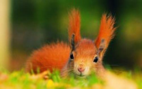 Самые интересные новогодние поделки в детский сад. Простые легкие поделки на Новый год: 100 идей 25