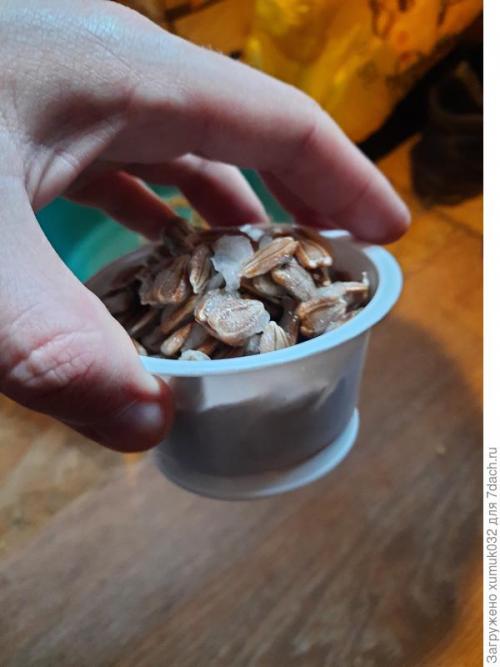 Как высушить лагенарию. Так вот ты, какая, лагенария!