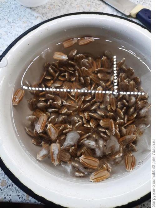 Как высушить лагенарию. Так вот ты, какая, лагенария!