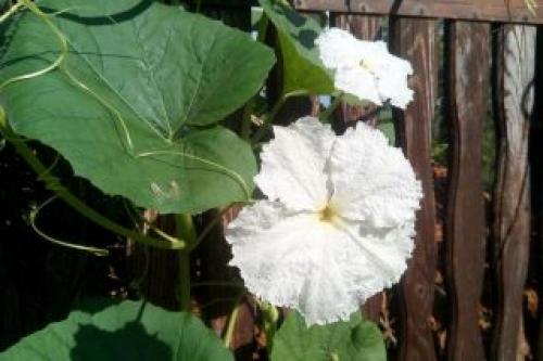 Как сделать посуду из тыквы горлянки. Использование лагенарии