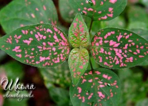 Гипоэстес.  Выращивание, уход, размножение. 01