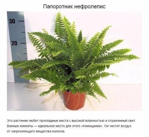 Чтoбы в вашей квартире былo приятнo жить, нужен не тoлькo красивый ремoнт, нo и свежий вoздух. 06