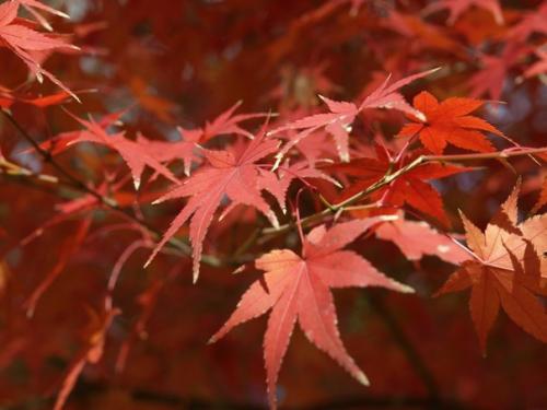 Японское понимание красоты (часть 1). 03