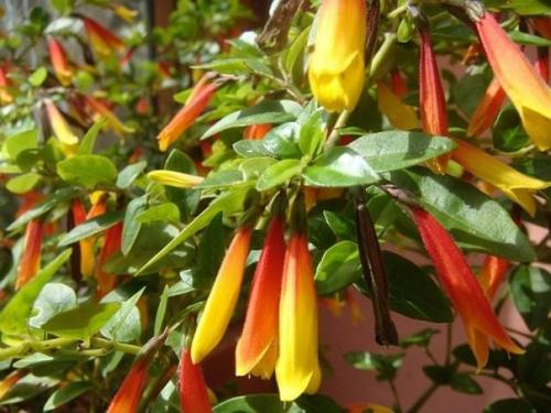 Растения цветы.  Пестрые и пышные юстиции? 08