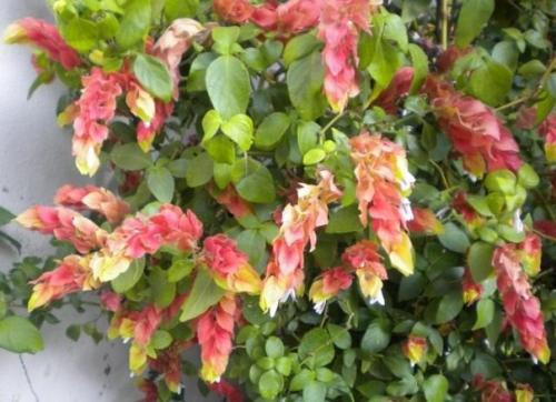 Растения цветы.  Пестрые и пышные юстиции? 02