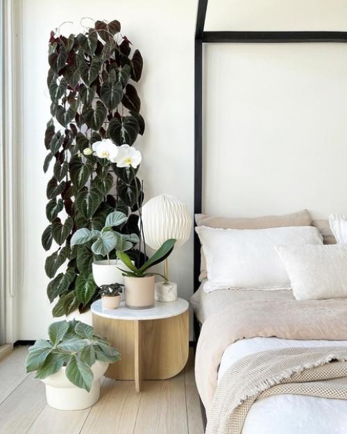 Plant@Scandiinterior.  Комнатные растения в интерьере. 01