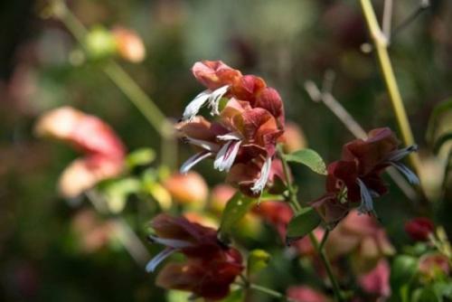 Растения цветы.  Пестрые и пышные юстиции? 01