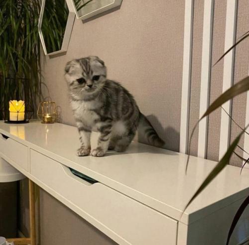 Грамотный и очень стильный пример ремонта в однушке. 03