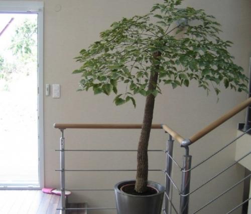 Гетеропанакс - ближайший родственник шеффлеры, женьшеня, элеутерококка и других давно полюбившихся садоводам растений. 05 Гетеропанакс - ближайший родственник шеффлеры, женьшеня, элеутерококка и других давно полюбившихся садоводам растений. 05