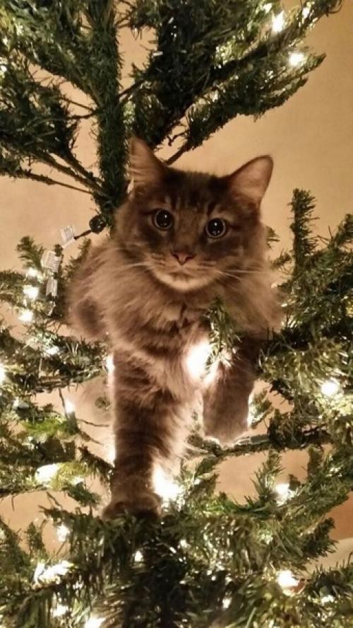 Почему кошкам так нравится ронять новогодние елки? 02