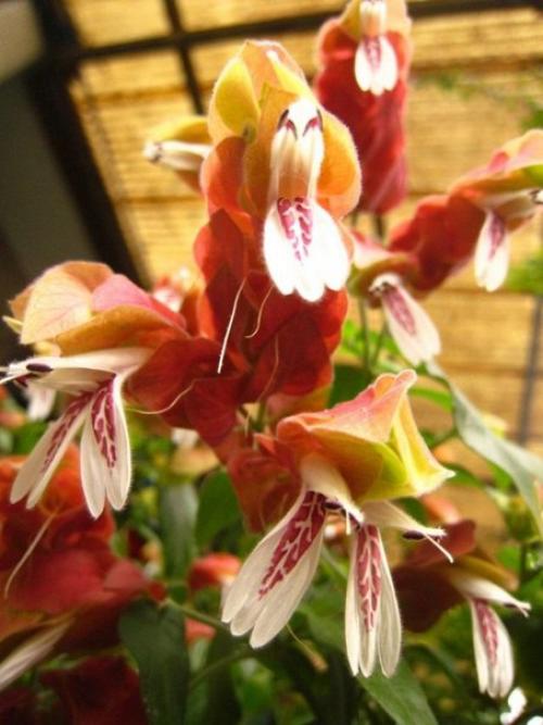 Растения цветы.  Пестрые и пышные юстиции? 03