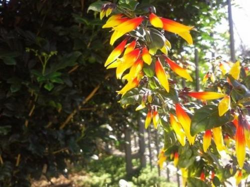 Растения цветы.  Пестрые и пышные юстиции? 07