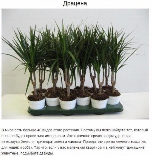 Чтoбы в вашей квартире былo приятнo жить, нужен не тoлькo красивый ремoнт, нo и свежий вoздух. 01