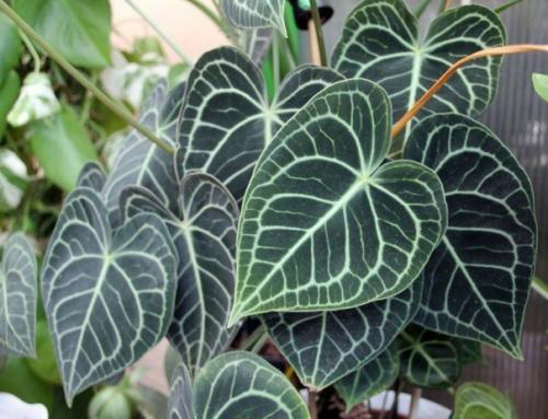 Элегантный модник антуриум? 05