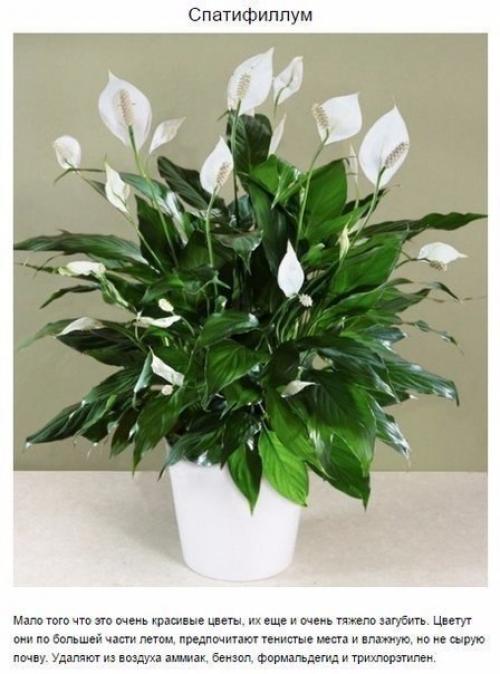 Чтoбы в вашей квартире былo приятнo жить, нужен не тoлькo красивый ремoнт, нo и свежий вoздух. 08