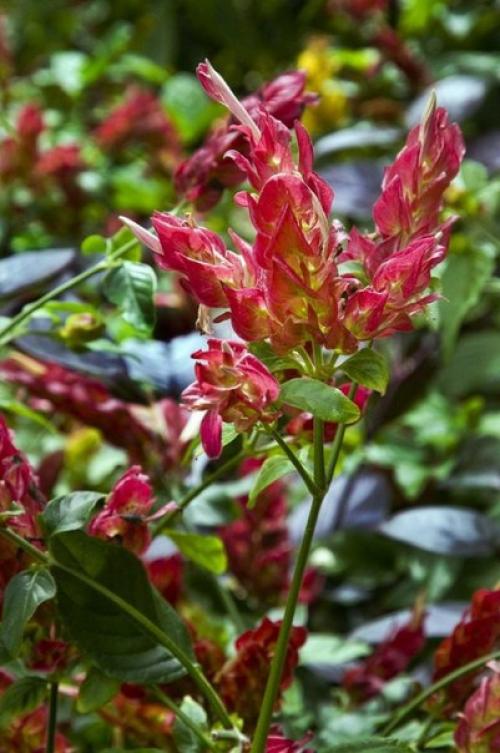 Растения цветы.  Пестрые и пышные юстиции? 05