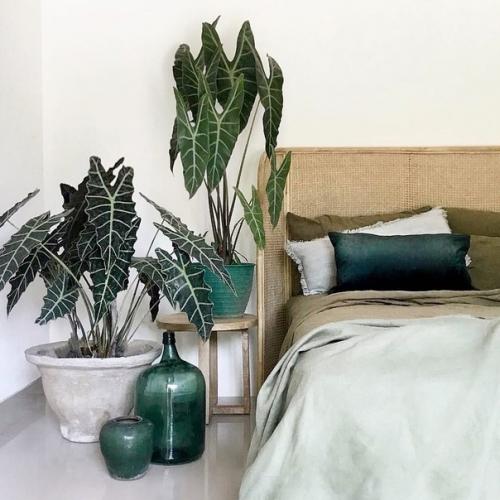 Plant@Scandiinterior.  Комнатные растения в интерьере. 06