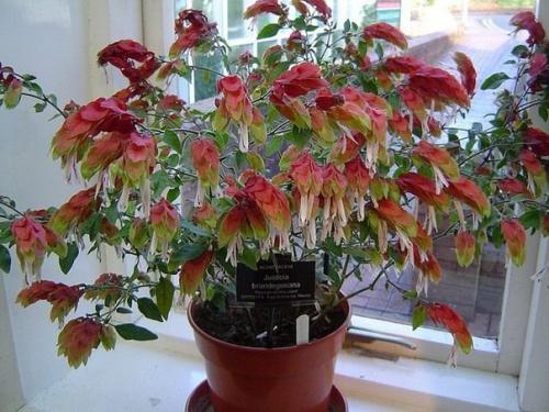 Растения цветы.  Пестрые и пышные юстиции? 04