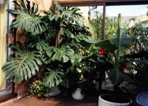 10 правил выбора и размещения растений в доме. 01