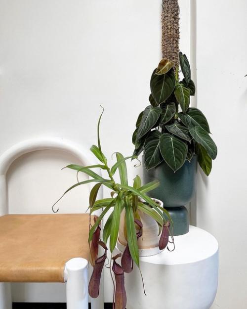 Plant@Scandiinterior.  Комнатные растения в интерьере. 03