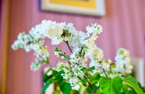 История в лиловых тонах. 01