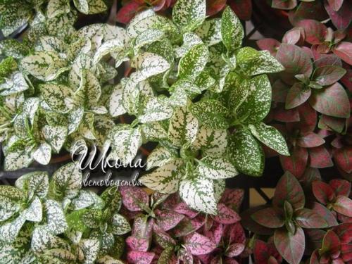 Гипоэстес.  Выращивание, уход, размножение. 03