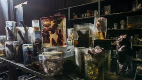 Забытые трупы братьев наших меньших. 01