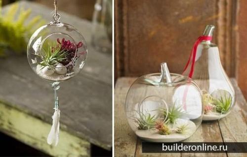 Флорариумы.  Флораримуы Входят в моду. 04