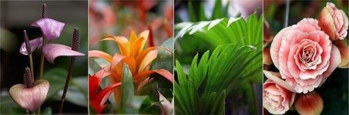 Зимний сад на лоджии. 05