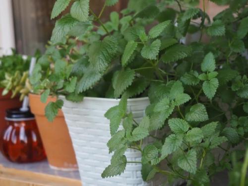 Современные технологии позволяют круглый год выращивать дома ароматную зелень, вкусные овощи и наслаждаться красотой цветов. 01