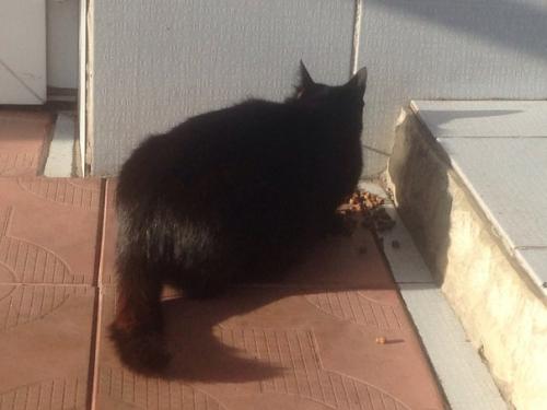 Абакан.  Дедушка умер и оставил после себя сироток - кошек. 01