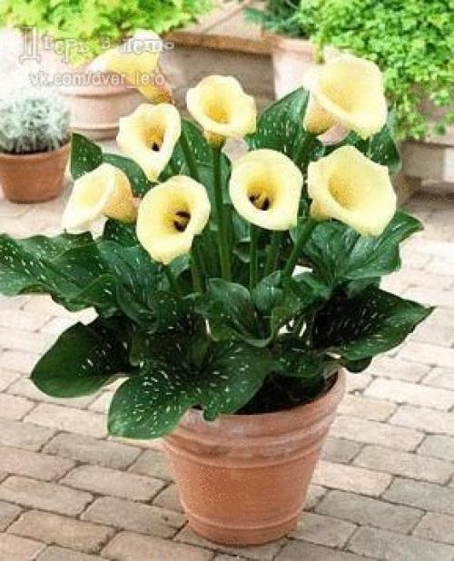 Желтые цветы.  Желтый - цвет солнца, веселья и удачи. 01