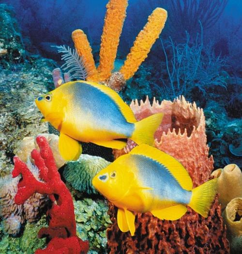 Доброй ночи кукусики! 08