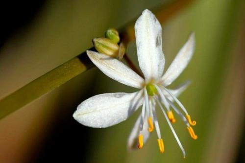 Хлорофитум - зеленый Паучок. 03