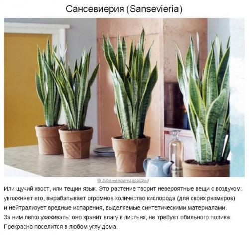 10 растений для идеального микроклимата в доме? 01