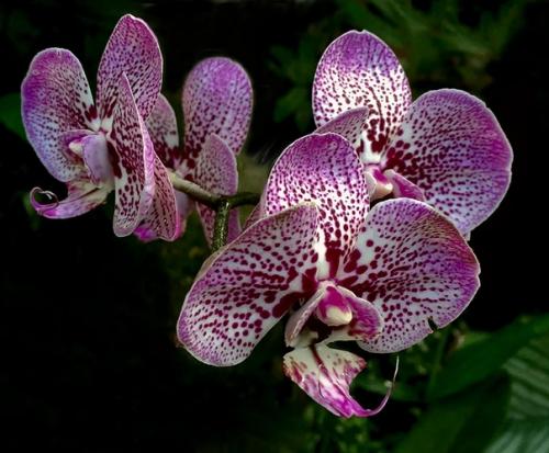 6 комнатных растений, которые выделяют в воздух больше всего кислорода. 04